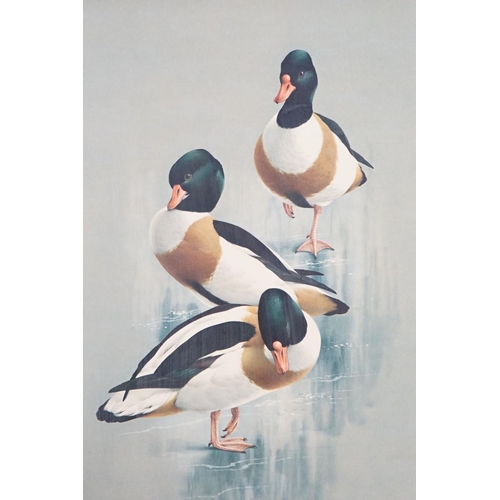 407 - Raymond C Watson (1935 - 1994), shelducks, print on board, 60 x 45.5cm, framed