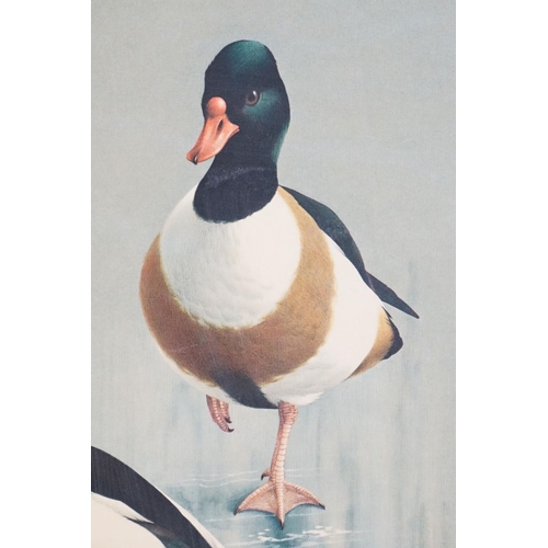 407 - Raymond C Watson (1935 - 1994), shelducks, print on board, 60 x 45.5cm, framed