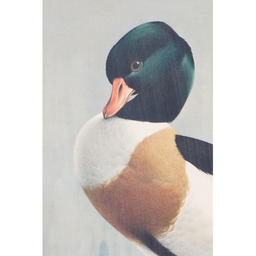 407 - Raymond C Watson (1935 - 1994), shelducks, print on board, 60 x 45.5cm, framed