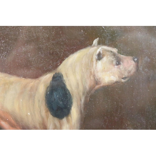 453 - Oil on board of a study of a fighting hound, 16cm x 21cm