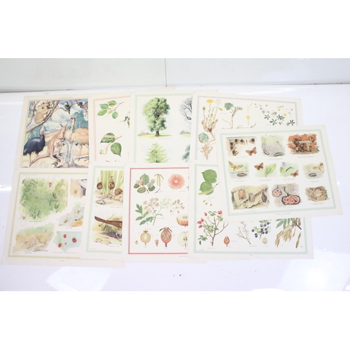 441 - Mid 20th century a set of coloured nature woodland life prints and one of wildlife of Australia.