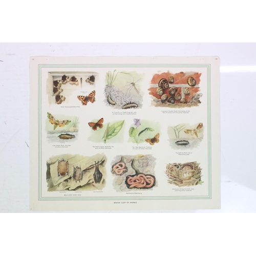 441 - Mid 20th century a set of coloured nature woodland life prints and one of wildlife of Australia.