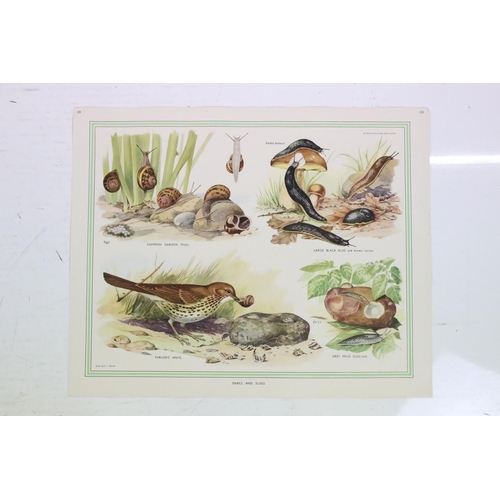 441 - Mid 20th century a set of coloured nature woodland life prints and one of wildlife of Australia.