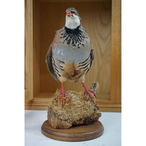 166 - Taxidermy Red Partridge perched on a mossy log to base, set within a glass doored display cabinet. M... 