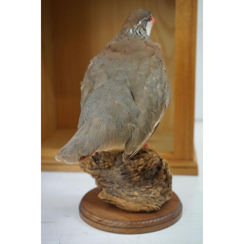 166 - Taxidermy Red Partridge perched on a mossy log to base, set within a glass doored display cabinet. M... 