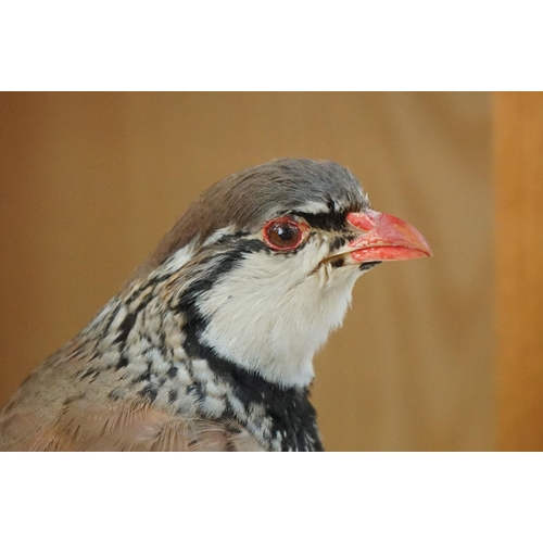 166 - Taxidermy Red Partridge perched on a mossy log to base, set within a glass doored display cabinet. M... 