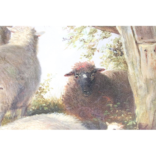 248 - Thomas Sidney Cooper (1803 - 1902), study of sheep by a shelter, oil on canvas, signed and dated 187... 