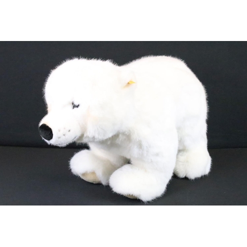 207 - Steiff - Studio Baby Polar Bear, no. 501586, 65cm, button & tag to ear, retired, in Steiff box (labe... 