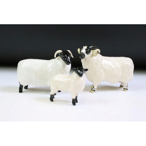 61 - Three Beswick ceramic sheep figurines to include a ewe, and two horned sheep. All with stamped marks... 