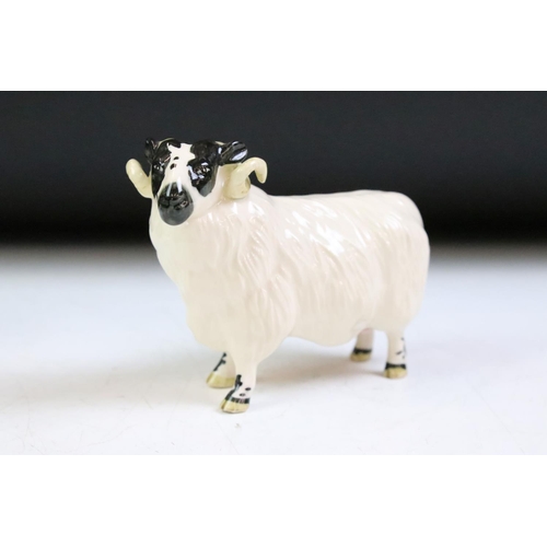 61 - Three Beswick ceramic sheep figurines to include a ewe, and two horned sheep. All with stamped marks... 