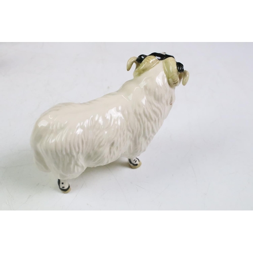 61 - Three Beswick ceramic sheep figurines to include a ewe, and two horned sheep. All with stamped marks... 