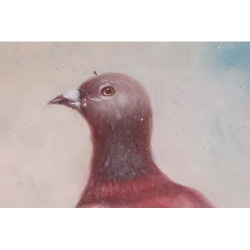 498 - Maple Framed Oil Painting study of a Pidgeon perched on a ledge, 24.5cm x 19cm