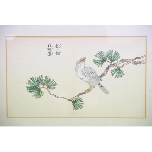 508 - Gokusaishikiki Kacho Zushiki, Japanese Mixed Media study of a Bird of Prey on a branch, 20cm x 33.5c... 