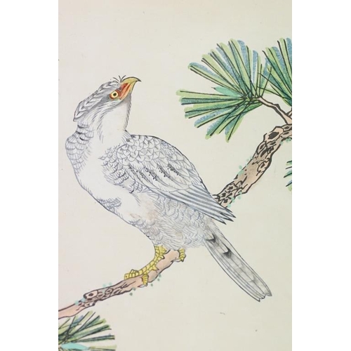 508 - Gokusaishikiki Kacho Zushiki, Japanese Mixed Media study of a Bird of Prey on a branch, 20cm x 33.5c... 