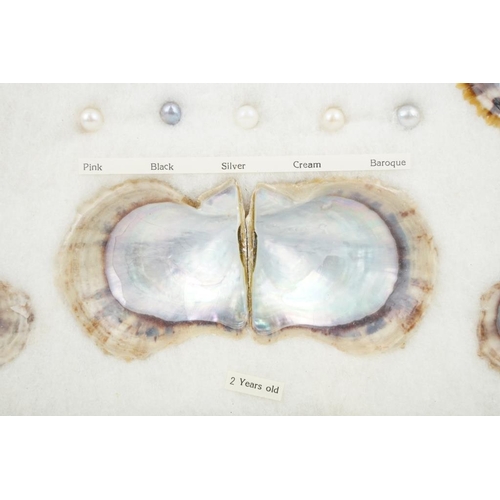 170 - Framed presentation of the life cycle of a cultured pearl, approx 35cm x 29cm (overall size)