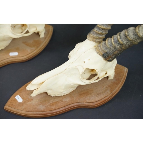 447 - Taxidermy - A pair of Antelope skulls & horns, mounted on shield-shaped wooden wall plaques. Largest... 