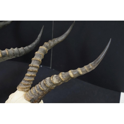 447 - Taxidermy - A pair of Antelope skulls & horns, mounted on shield-shaped wooden wall plaques. Largest... 