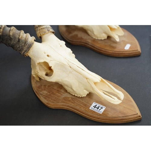 447 - Taxidermy - A pair of Antelope skulls & horns, mounted on shield-shaped wooden wall plaques. Largest... 