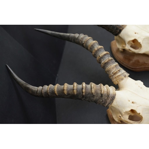 447 - Taxidermy - A pair of Antelope skulls & horns, mounted on shield-shaped wooden wall plaques. Largest... 