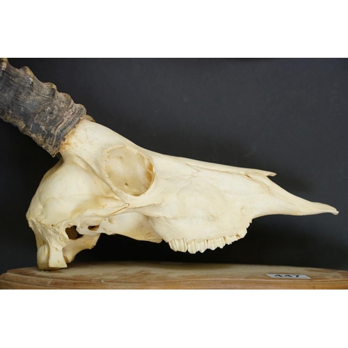 447 - Taxidermy - A pair of Antelope skulls & horns, mounted on shield-shaped wooden wall plaques. Largest... 