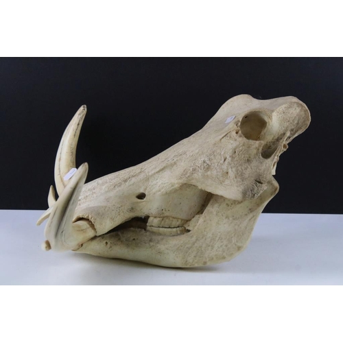 163 - Taxidermy - A Warthog skull complete with tusks, measures approx 35cm front-to-back