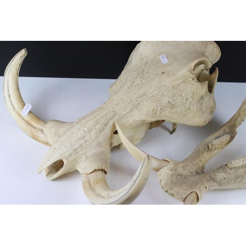 163 - Taxidermy - A Warthog skull complete with tusks, measures approx 35cm front-to-back