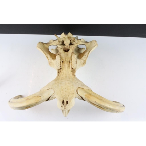 163 - Taxidermy - A Warthog skull complete with tusks, measures approx 35cm front-to-back