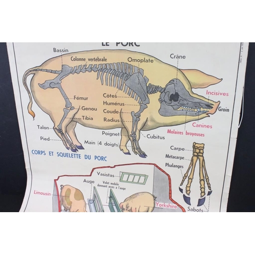 317 - Mid Century French anatomical poster being double sided featuring 'Le Porc' and 'Le Chat', with labe... 