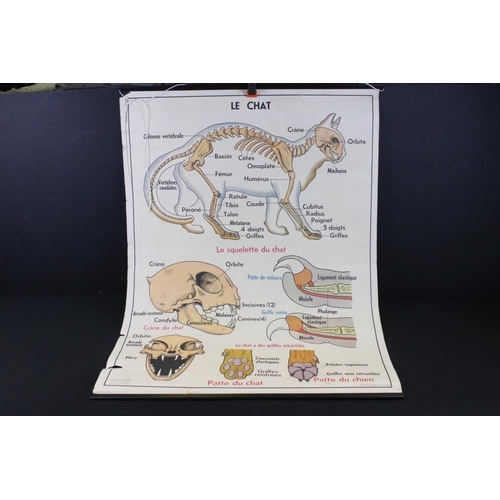 317 - Mid Century French anatomical poster being double sided featuring 'Le Porc' and 'Le Chat', with labe... 