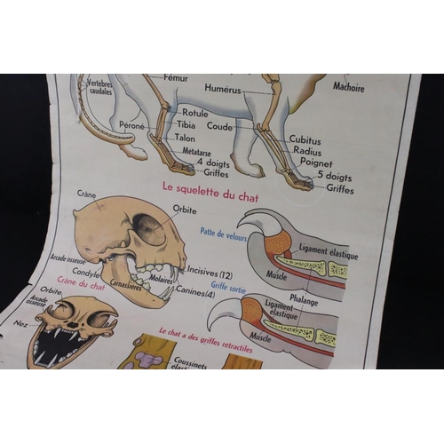 317 - Mid Century French anatomical poster being double sided featuring 'Le Porc' and 'Le Chat', with labe... 