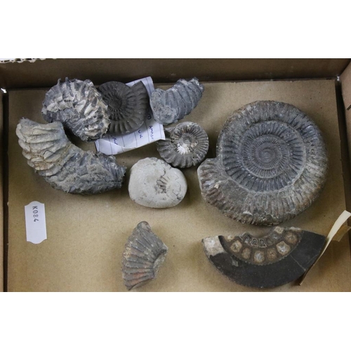 334 - Collection of assorted fossils and specimens to include a large lower jaw with teeth fossil (found i... 