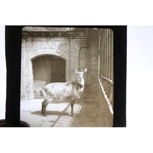 659 - Three boxes of magic lantern slides, subjects to include: religious interest, zoo animals including ... 