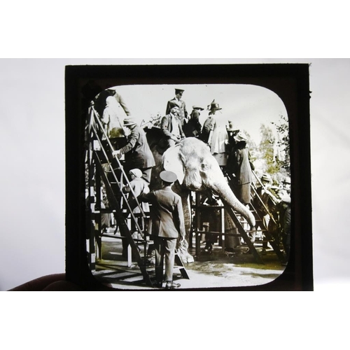 659 - Three boxes of magic lantern slides, subjects to include: religious interest, zoo animals including ... 