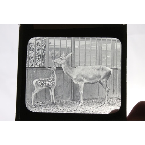 659 - Three boxes of magic lantern slides, subjects to include: religious interest, zoo animals including ... 