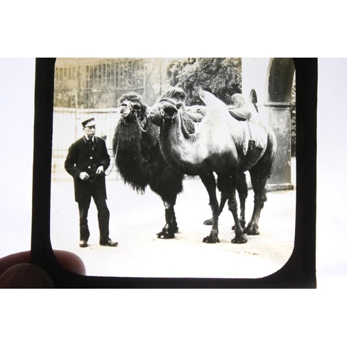 659 - Three boxes of magic lantern slides, subjects to include: religious interest, zoo animals including ... 