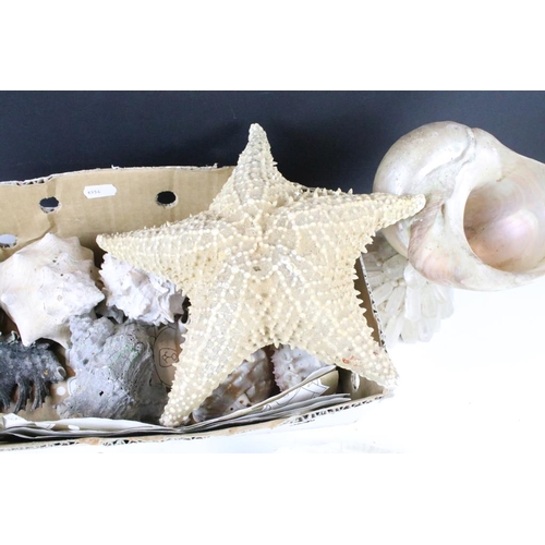 319 - Collection of assorted shells to include conch shells, star fish and a nautilus type shell mounted o... 