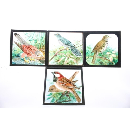 613 - Three boxes of magic lantern slides. Subjects to include birds (hand coloured), Royal related includ... 