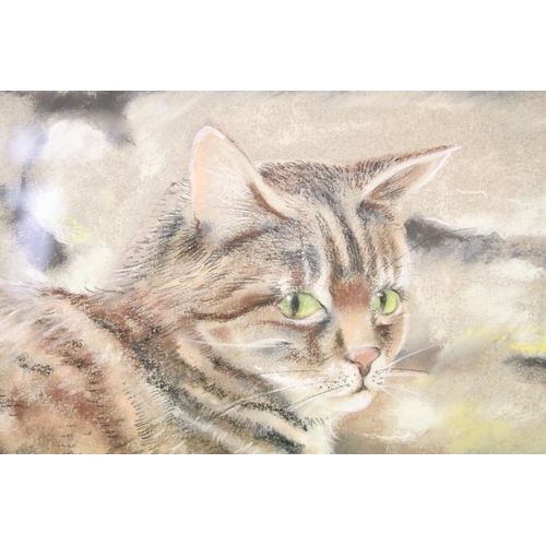 453 - Michael Poge, tabby cat resting against a stone wall, pastel, 34 x 47cm, framed and glazed