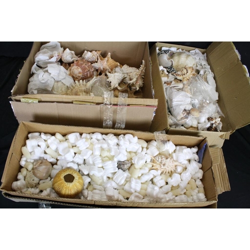 419 - Collection of seashells to include conch shells, cowrie shells, clam shells, sea urchin, etc. (3 box... 