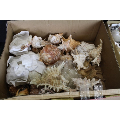 419 - Collection of seashells to include conch shells, cowrie shells, clam shells, sea urchin, etc. (3 box... 