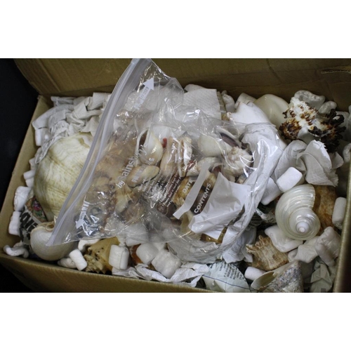 419 - Collection of seashells to include conch shells, cowrie shells, clam shells, sea urchin, etc. (3 box... 