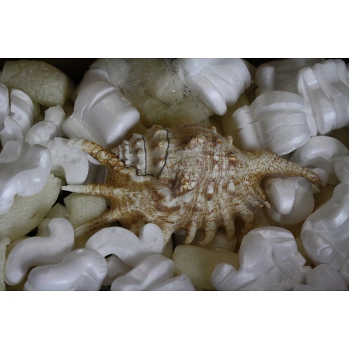 419 - Collection of seashells to include conch shells, cowrie shells, clam shells, sea urchin, etc. (3 box... 