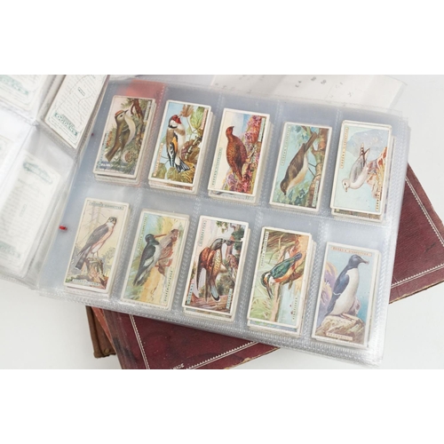 515 - A collection of cigarette cards within sleeves and albums to include Players, Wills and Ogdens examp... 