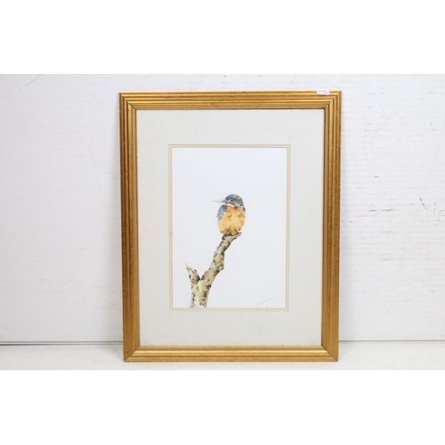 483 - Christopher Hughes Watercolour, Fine Wildlife Study of a Kingfisher perched on a branch, 32.5cm x 23... 