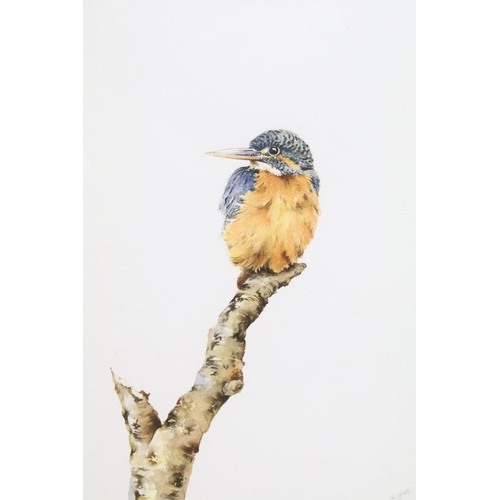 483 - Christopher Hughes Watercolour, Fine Wildlife Study of a Kingfisher perched on a branch, 32.5cm x 23... 