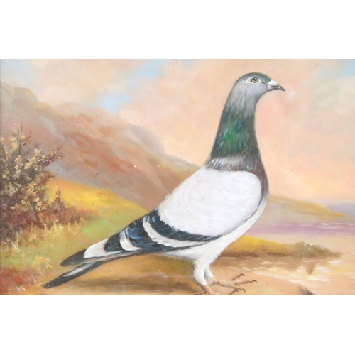 520 - Maple Framed Oil Painting Study of a Racing Pigeon in a highland landscape, 18.5cm x 23.5cm