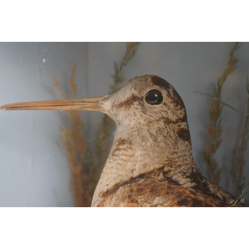 137 - Victorian taxidermy bird set within an ebonised case glazed front and naturalistic interior. Measure... 