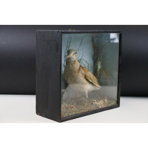 137 - Victorian taxidermy bird set within an ebonised case glazed front and naturalistic interior. Measure... 