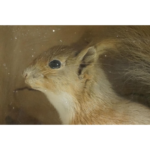 145 - Victorian taxidermy squirrel set within a ebonised glass fronted case with naturalistic detailing. M... 