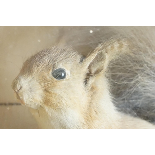 145 - Victorian taxidermy squirrel set within a ebonised glass fronted case with naturalistic detailing. M... 